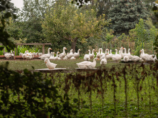 Gruppe von wei&szlig;en G&auml;nsen versammelt sich auf einer Wiese am Rand eines Gew&auml;ssers, umgeben von gr&uuml;ner Vegetation. Das Motiv zeigt l&auml;ndliche Ruhe, Tiergemeinschaft und nat&uuml;rliche Landschaft.
