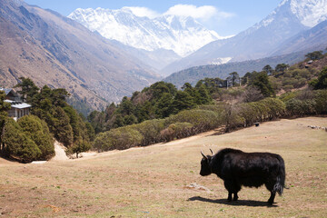 Yak with Everest in background, Nepal