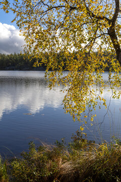 Autumn trees reflected in water. Colorful Trees Mirrored on a Quiet Lake