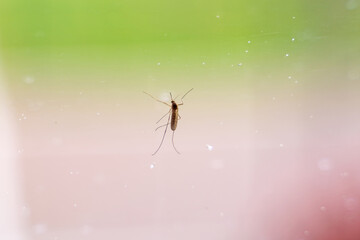 A mosquito sitting on dirty glass, gazing sadly into the distance. Symbolic image for melancholy, pest control themes, and nature photography