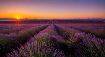 A breathtaking landscape of endless lavender rows bathed in the warm glow of a rising sun, creating a serene and colorful natural panorama