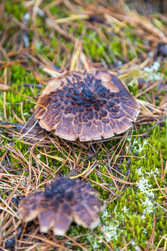 Fall, Mushroom in the forest