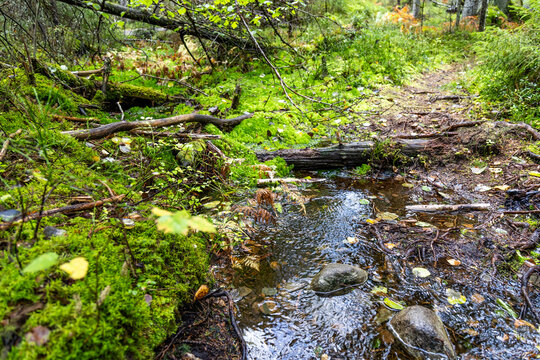 Stream in the forest