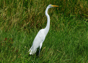 Great Egret at a wildlife reserve in Texas