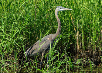 Great Blue Heron at a wildlife refuge in Texas