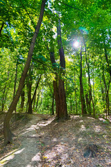 Green Slopes Park in Kyiv, Ukraine, offers peaceful walking paths, lush trees, and scenic views over the city landscape.