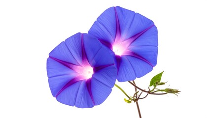 Two vibrant blue morning glories with a bright pink center
