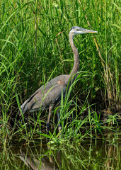 Great Blue Heron at a wildlife refuge in Texas