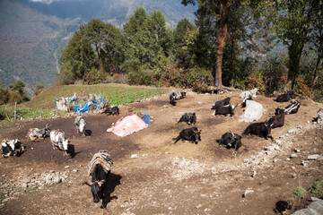 Water buffalo farming from Lukla, Nepal