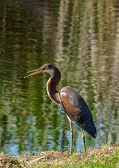 Tricolored heron at the waterside.