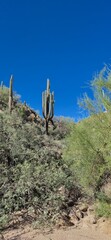 Large saguaro cactus with a low arm