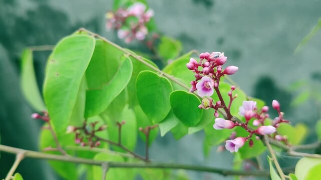 Pink Powderpuff Flowering Shrub Beauty