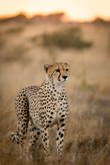 Naklejka premium cheetah in nature