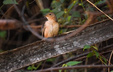 Southern House-Wren on a branch