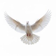 Fototapeta premium White dove in flight with outstretched wings