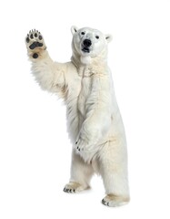 Fototapeta premium Standing polar bear with arm raised, on white background, paws visible