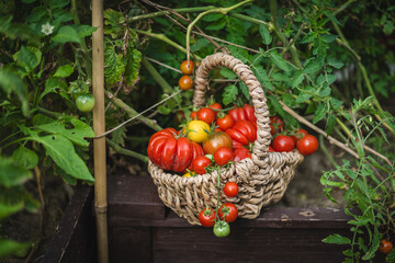 Vibrant red tomatoes fill a handwoven basket, resting on a garden bed. The scene captures the joy of harvesting vegetables in a lush green garden in the late summer.