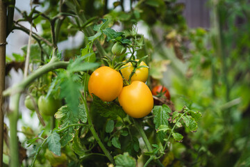 Vibrant red tomatoes fill a handwoven basket, resting on a garden bed. The scene captures the joy of harvesting vegetables in a lush green garden in the late summer.