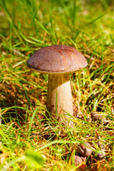 Mushroom Growing in Grass Field: Close-Up of Brown Cap and Sturdy Stem in Natural Setting. Boletus edulis.