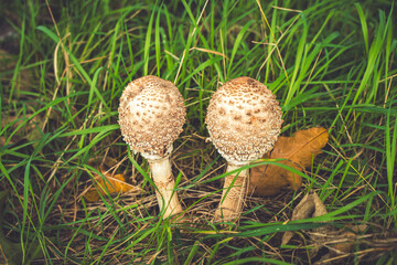 Two Yellow-Brown Puffball Mushrooms Among Green Grass and Autumn Leaves in a Natural Garden Setting. Macrolepiota procera.