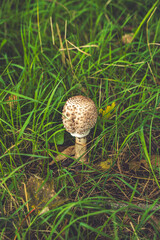 Wild Mushroom Emerges From Green Grass Brown Scaly Cap on White Stem in Nature Photo. Macrolepiota procera