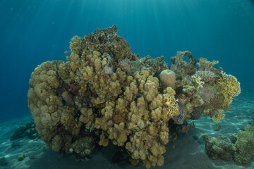 Coral reef and water plants in the Red Sea, Eilat Israel
