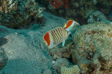 Fish swimming in the Red Sea, colorful fish, Eilat, Israel
