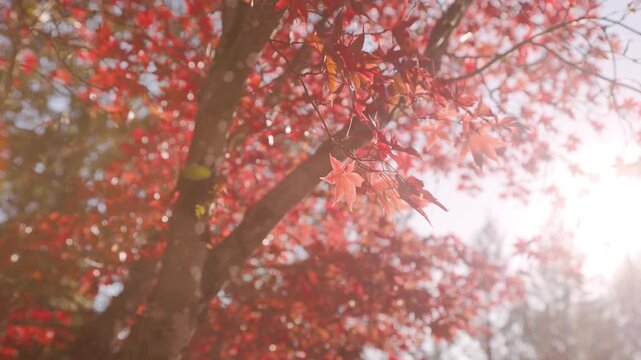 Fall trees with sunlight coming through, autumn trees, fall season, fall leaf. 4K 24FPS