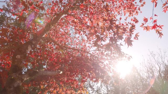 Fall trees with sunlight coming through, autumn trees, fall season, fall leaf. 4K 24FPS