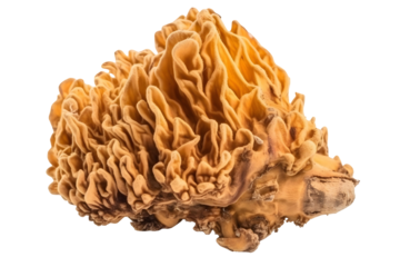 Vibrant Yellow Brain Fungus Morchella Mushroom Close Up Isolated On Transparent Background
