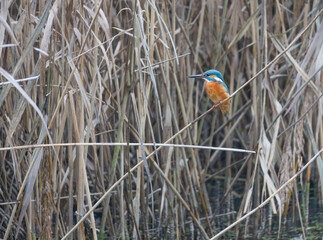 Common kingfisher (Alcedo atthis) perched among the reeds.