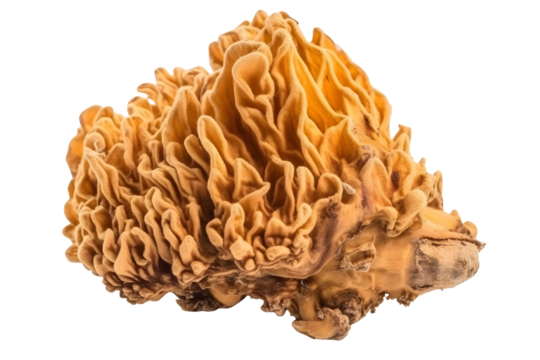 Vibrant Yellow Brain Fungus Morchella Mushroom Close Up Isolated On Transparent Background