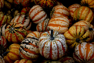 A couple colorful decorative  pumpkins on the market