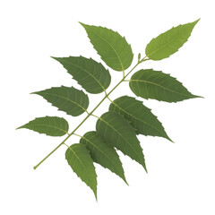 Green neem leaves branch with serrated edges and visible veins isolated on a transparent background leaf