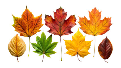 autumn leaves isolated on white