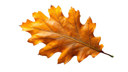 maple leaf isolated on white