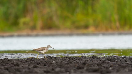 Common greenshank (Tringa nebularia) brądzący na brzegiem stawu. 