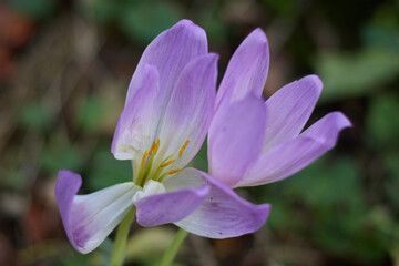 A captivating close-up of lilac Colchicum autumnale flowers, also known as autumn crocus or meadow saffron, highlighting their delicate beauty in a fall garden, autumn bloom.
