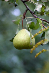 A single, ripe pear hangs from a tree branch surrounded by healthy green leaves, with a focus on the pear's texture and natural environment, capturing a sense of freshness.