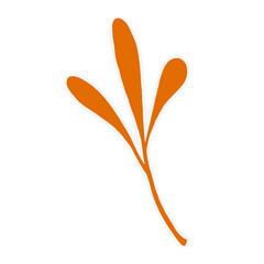 orange flower isolated on white