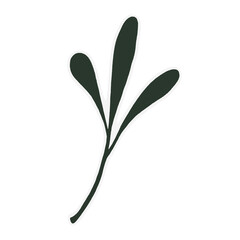 green plant isolated on white