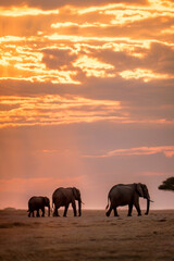 elephants at sunset