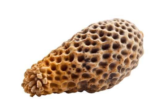 Detailed Morel Mushroom with Honeycomb Texture and Tan Color Isolated on Transparent Background