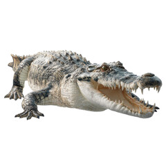 Fototapeta premium Fierce crocodile with open jaws and sharp teeth displays predatory power and ancient reptilian might ready for action