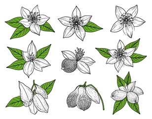 Floral botanical illustrations