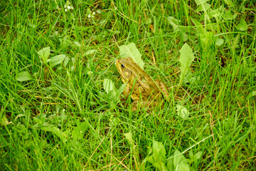 frog in the grass