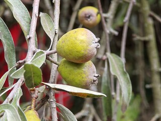 Weidenbl&auml;ttrige Birne