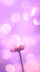 Pink zinnia, bokeh background