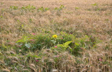 A beautiful yellow wild sunflower with delicate yellow petals among a field of ripening wheat and green grass weeds. natural beauty in nature © Дмитрий Быканов