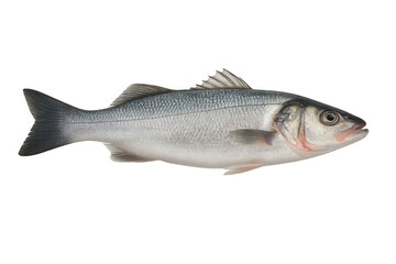 Obraz premium Fresh whole sea bass fish with silvery scales, ready for cooking, isolated on transparent background